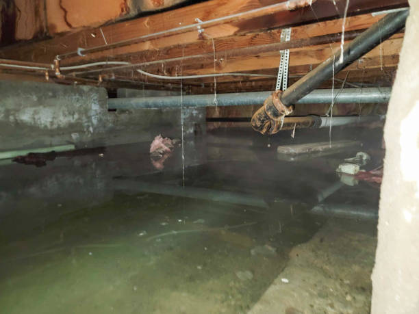 Best Water damage restoration experts  in Hodgkins, IL